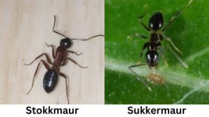 sukkermaur vs stokkmaur