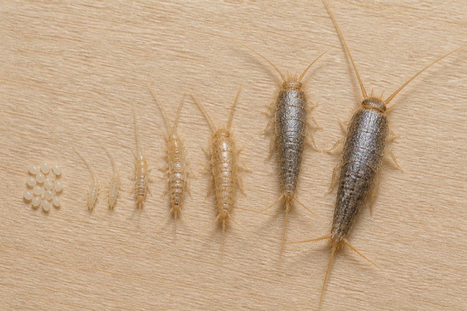 Nærbilde av flere stadier i livssyklusen til skjeggkre, inkludert egg, nymfer og voksne insekter på en nøytral bakgrunn.